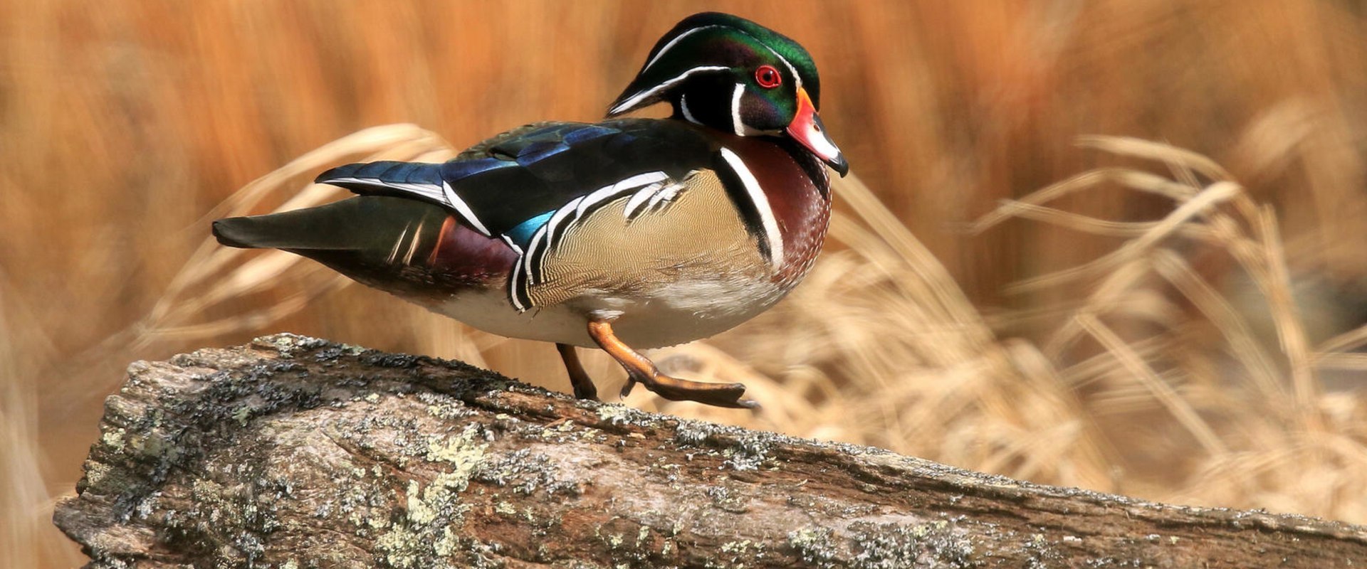 The Power of Citizen Involvement in Preserving Natural Resources in Currituck County, NC