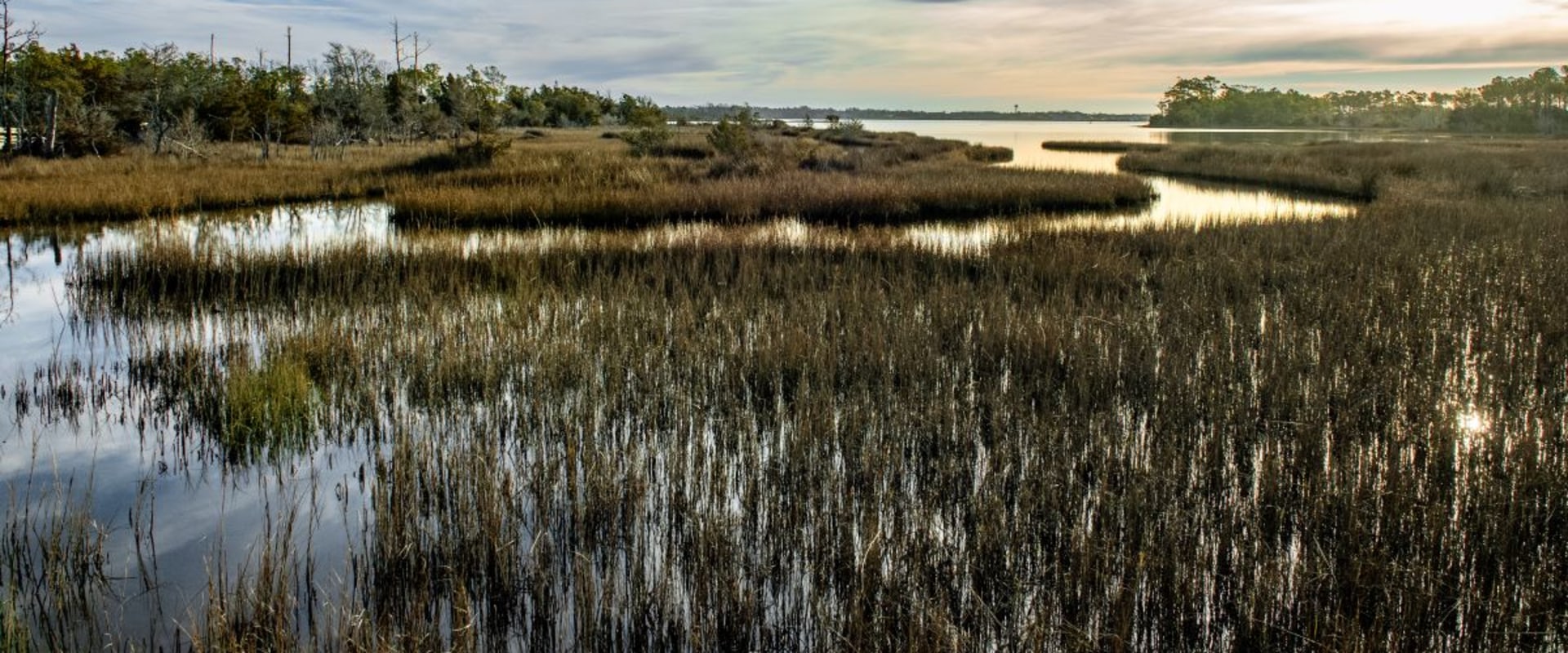 The Vital Role of Wetlands in Preserving Natural Resources in Currituck County, NC