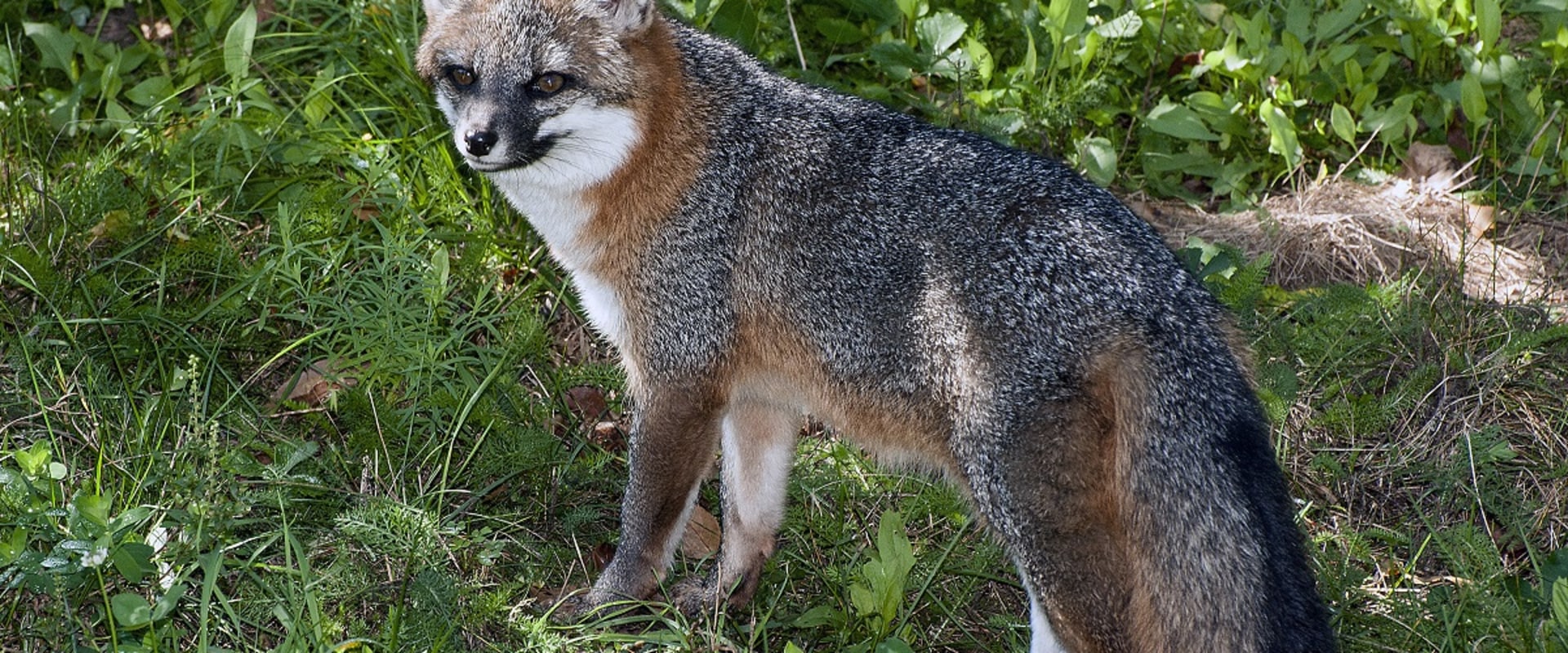 The Crucial Role of Hunting and Trapping in Managing Wildlife Populations in Currituck County, NC