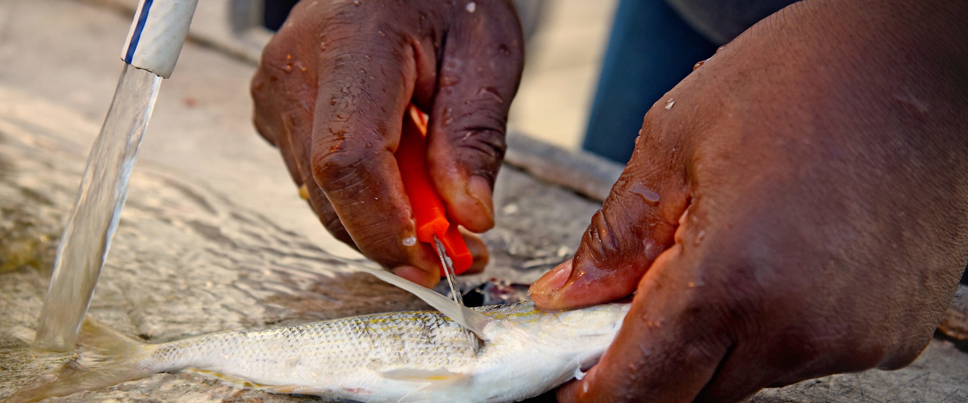 The Vital Role of Fishing and Seafood in Currituck County, NC's Economy