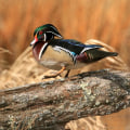 The Power of Citizen Involvement in Preserving Natural Resources in Currituck County, NC