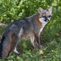 The Crucial Role of Hunting and Trapping in Managing Wildlife Populations in Currituck County, NC