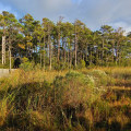 Exploring the Rich History of Natural Resource Extraction in Currituck County, NC