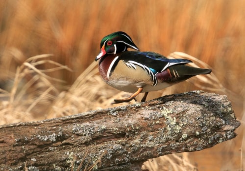 The Power of Citizen Involvement in Preserving Natural Resources in Currituck County, NC