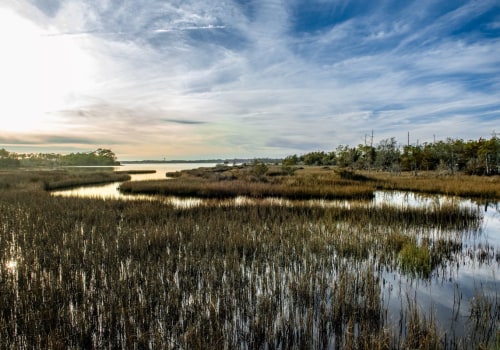 The Vital Role of Wetlands in Preserving Natural Resources in Currituck County, NC