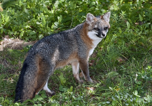 The Crucial Role of Hunting and Trapping in Managing Wildlife Populations in Currituck County, NC